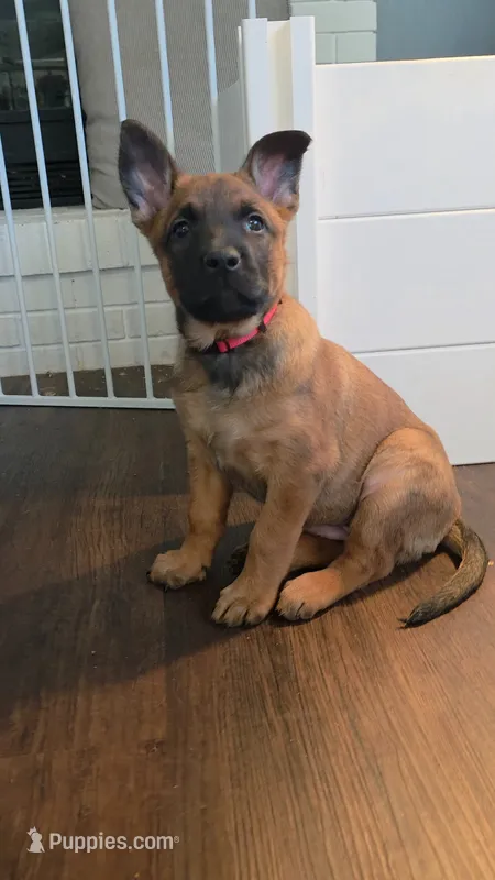 Red – Belgian Malinois puppy for sale in Colorado Springs, CO