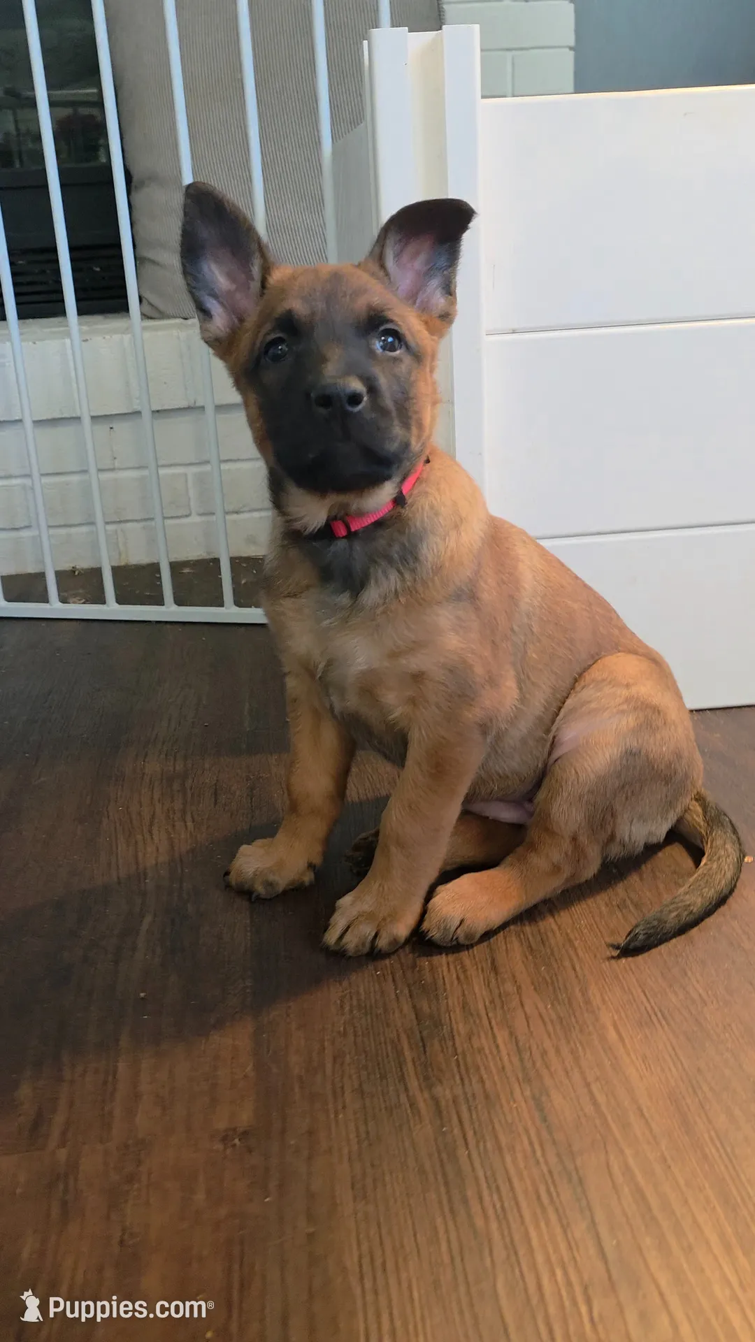 Red, a female Belgian Malinois for sale in Colorado Springs, CO – 1 of 4