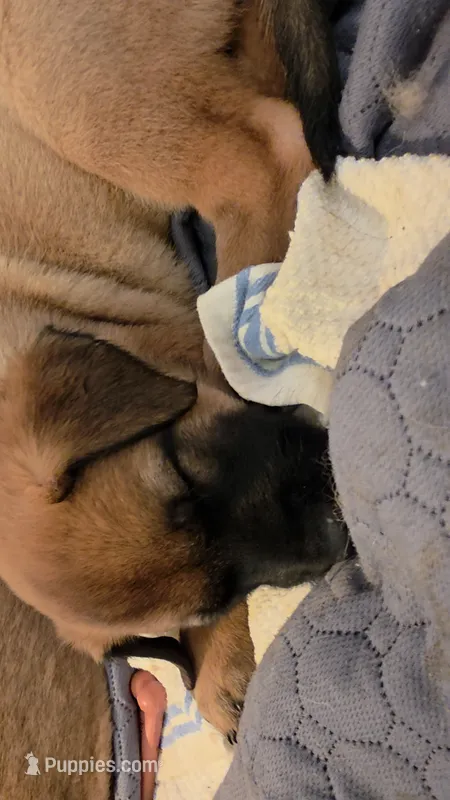 Orange – Belgian Malinois puppy for sale in Colorado Springs, CO