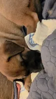 Orange, a male Belgian Malinois for sale in Colorado Springs, CO – 3 of 5
