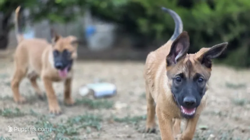 Working Dog - Pink – Belgian Malinois puppy for sale in Colorado Springs, CO