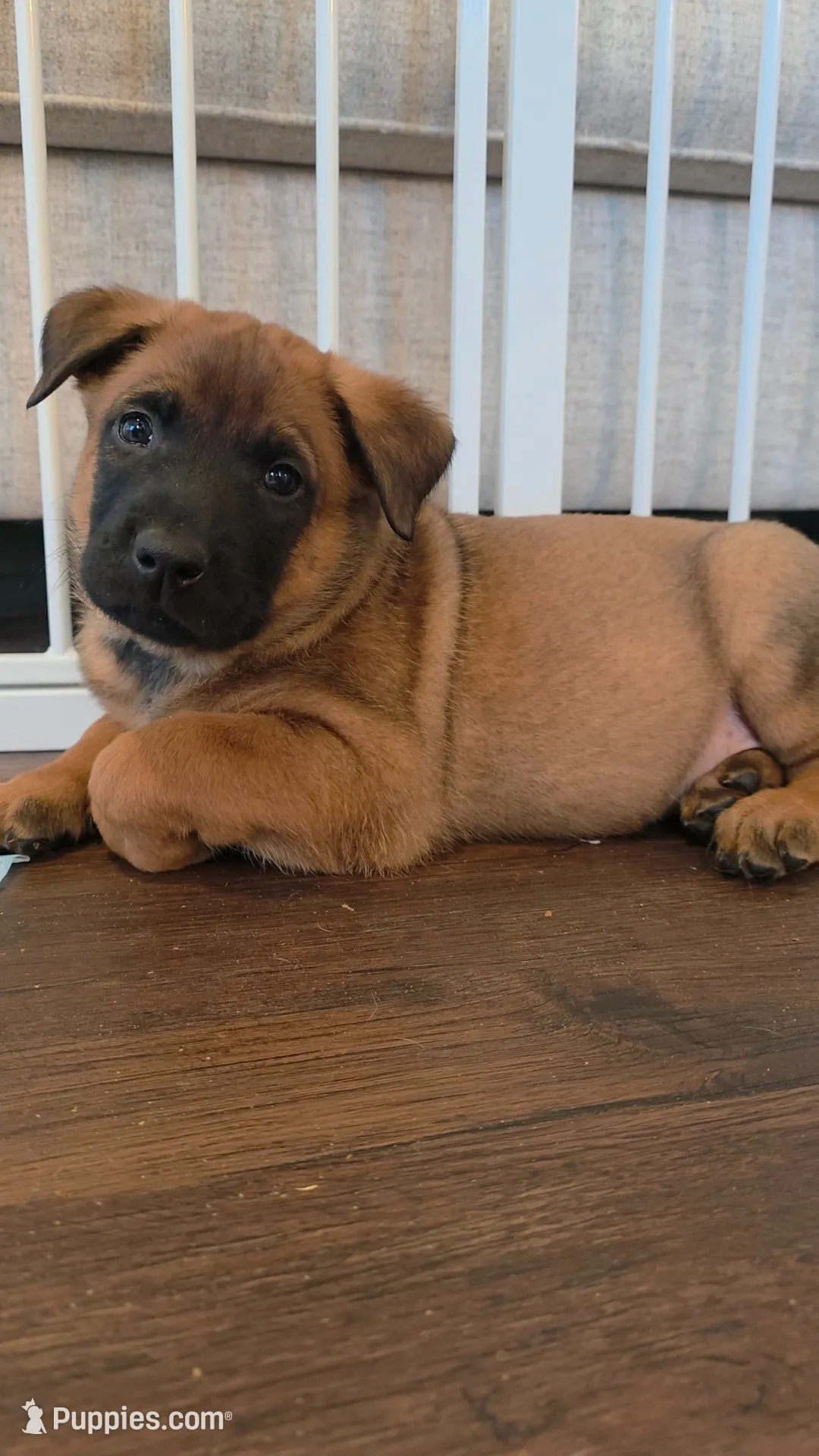 Blue, a female Belgian Malinois for sale in Colorado Springs, CO – 2 of 5
