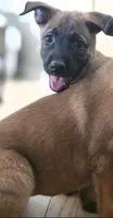 Purple, a male Belgian Malinois for sale in Colorado Springs, CO – 2 of 3