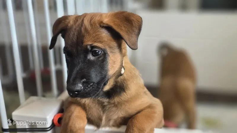 White – Belgian Malinois puppy for sale in Colorado Springs, CO