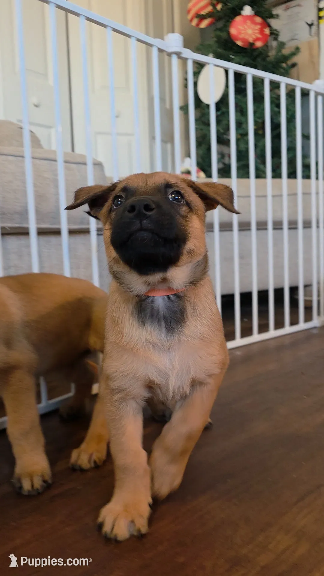 Orange, a male Belgian Malinois for sale in Colorado Springs, CO – 5 of 5