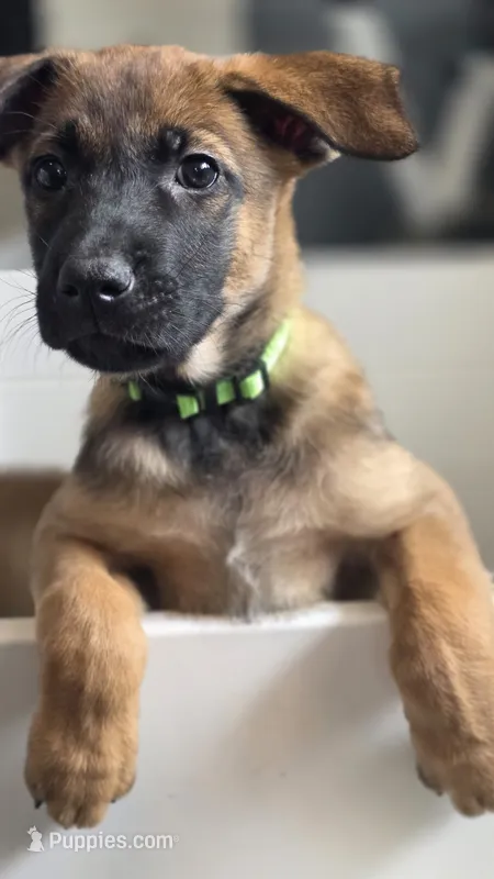 Working Dog - Green – Belgian Malinois puppy for sale in Colorado Springs, CO