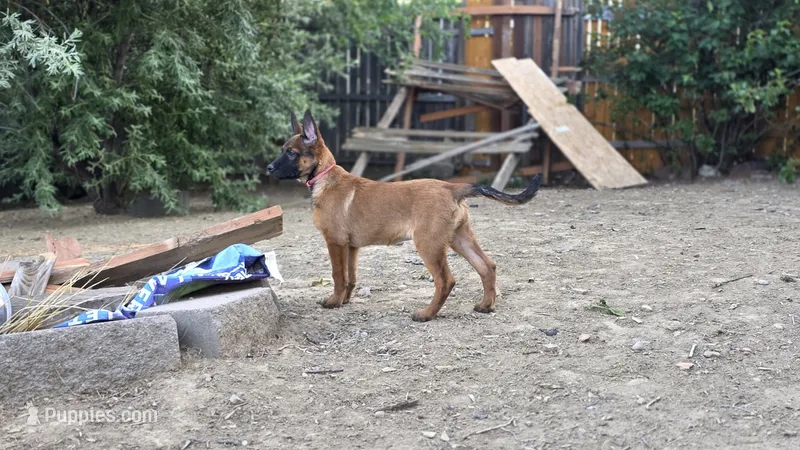 Working Dog - Red – Belgian Malinois puppy for sale in Colorado Springs, CO