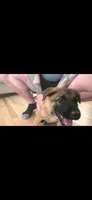 Pink, a female Belgian Malinois for sale in Colorado Springs, CO – 2 of 3