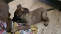 Green, a female Belgian Malinois for sale in Colorado Springs, CO – 3 of 5