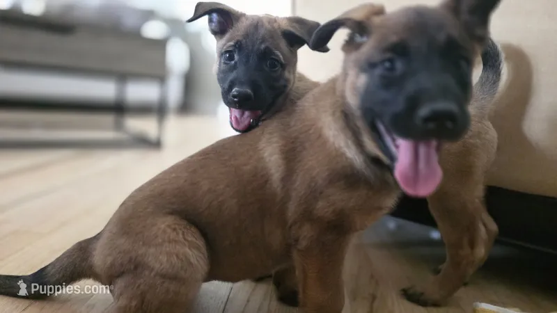 Blue – Belgian Malinois puppy for sale in Colorado Springs, CO