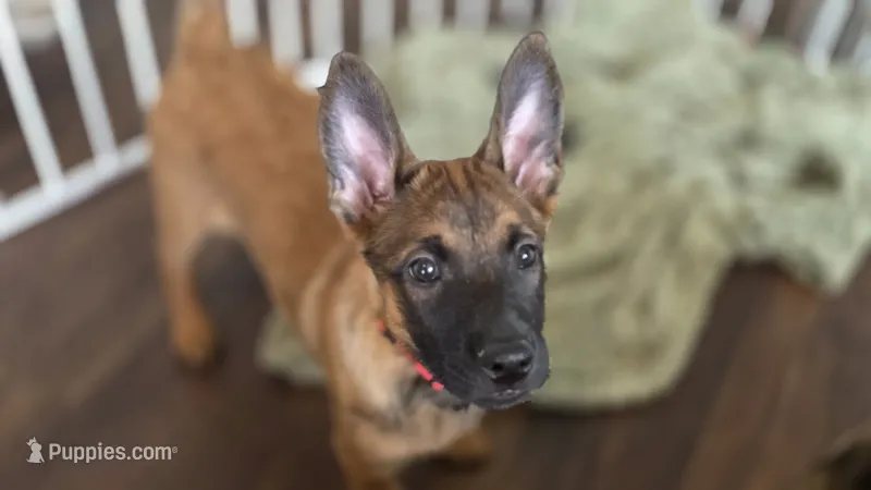 Working Dog - Red – Belgian Malinois puppy for sale in Colorado Springs, CO