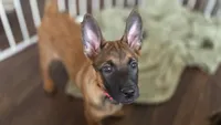Working Dog - Red, a female Belgian Malinois for sale in Colorado Springs, CO – 1 of 8