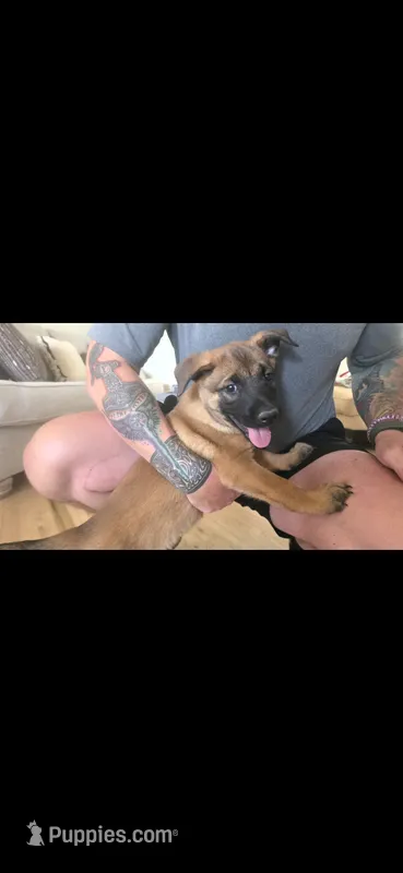 Pink – Belgian Malinois puppy for sale in Colorado Springs, CO