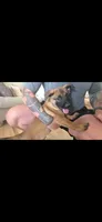 Pink, a female Belgian Malinois for sale in Colorado Springs, CO – 1 of 3