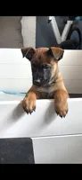 Pink, a female Belgian Malinois for sale in Colorado Springs, CO – 3 of 3