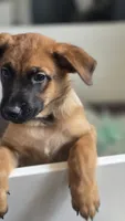 Working Dog - Orange, a male Belgian Malinois for sale in Colorado Springs, CO – 2 of 9
