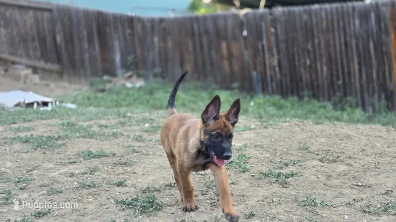 Working Dog - Purple – Belgian Malinois puppy for sale in Colorado Springs, CO