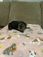 Lily, a female Yorkshire Terrier for sale in Ball Ground, GA – 4 of 5