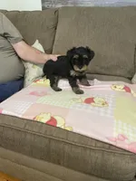 Luna, a female Yorkshire Terrier for sale in Ball Ground, GA – 2 of 5
