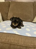 Luca, a male Yorkshire Terrier for sale in Ball Ground, GA – 3 of 5