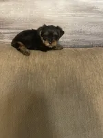 Luca, a male Yorkshire Terrier for sale in Ball Ground, GA – 2 of 5