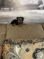 Lilly, a female Yorkshire Terrier for sale in Ball Ground, GA – 3 of 6