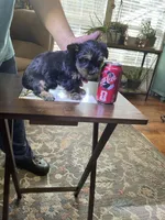 Lil Brody, a male Yorkshire Terrier for sale in Ball Ground, GA – Photo 2 of 3