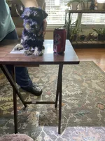 Lil Brody, a male Yorkshire Terrier for sale in Ball Ground, GA – Photo 3 of 3