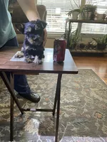 Lil Brody, a male Yorkshire Terrier for sale in Ball Ground, GA – Photo 1 of 3