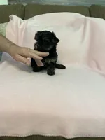 Luna, a female Yorkshire Terrier for sale in Ball Ground, GA – Photo 3 of 5