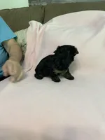 Luna, a female Yorkshire Terrier for sale in Ball Ground, GA – Photo 5 of 5