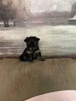 Luna, a female Yorkshire Terrier for sale in Ball Ground, GA – Photo 2 of 5