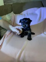 Luna, a female Yorkshire Terrier for sale in Ball Ground, GA – Photo 1 of 5