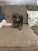 Lil Bear, a male Yorkshire Terrier for sale in Ball Ground, GA – 3 of 5