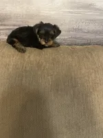 Luca, a male Yorkshire Terrier for sale in Ball Ground, GA – 4 of 5