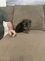 Lil Bear, a male Yorkshire Terrier for sale in Ball Ground, GA – 2 of 5