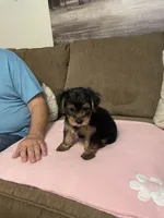 willow, a female Yorkshire Terrier for sale in Ball Ground, GA – 2 of 6