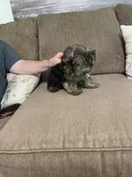 Lil Bear, a male Yorkshire Terrier for sale in Ball Ground, GA – 4 of 5