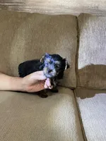 Shadow, a male Yorkshire Terrier for sale in Ball Ground, GA – Photo 2 of 5