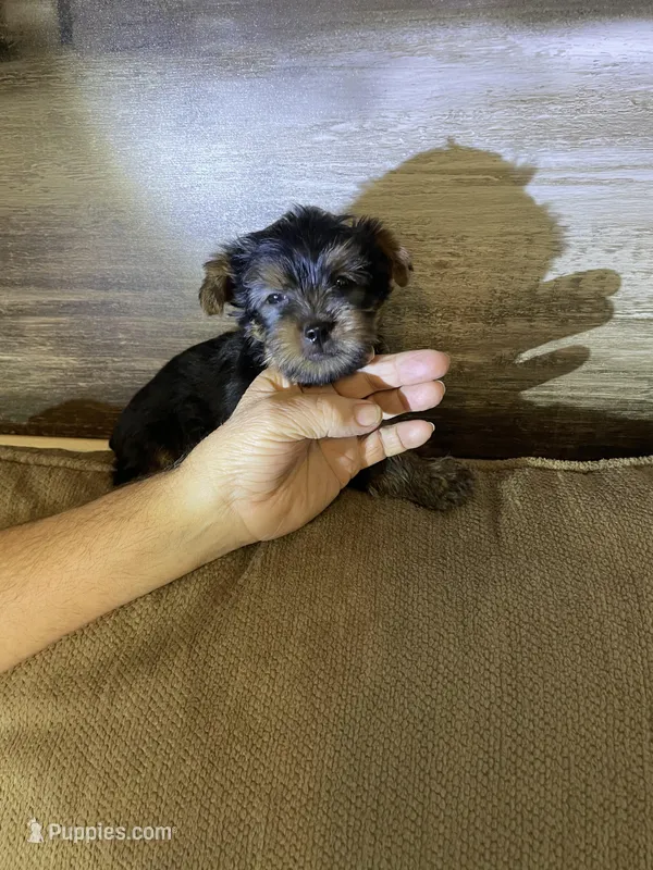 Shadow – Yorkshire Terrier puppy for sale in Ball Ground, GA