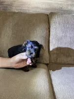 Shadow, a male Yorkshire Terrier for sale in Ball Ground, GA – Photo 5 of 5