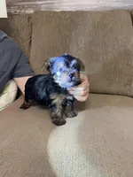 Shadow, a male Yorkshire Terrier for sale in Ball Ground, GA – Photo 3 of 5