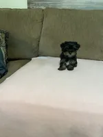 Luna, a female Yorkshire Terrier for sale in Ball Ground, GA – 3 of 5