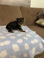 Luca, a male Yorkshire Terrier for sale in Ball Ground, GA – 4 of 5