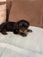 Baby Bear, a male Yorkshire Terrier for sale in Ball Ground, GA – Photo 3 of 5