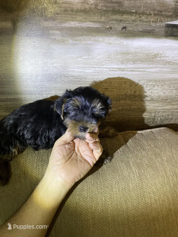 Baby Bear – Yorkshire Terrier puppy for sale in Ball Ground, GA