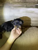 Baby Bear, a male Yorkshire Terrier for sale in Ball Ground, GA – Photo 1 of 5