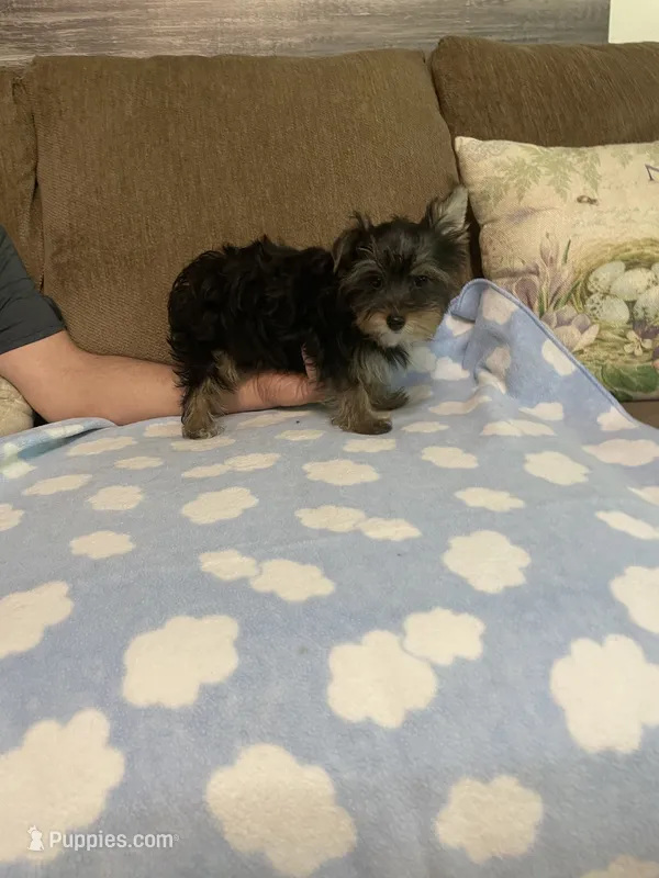 Shadow – Yorkshire Terrier puppy for sale in Ball Ground, GA