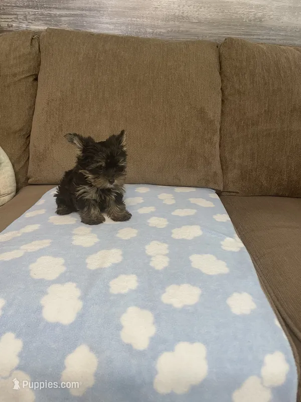 Lil Rascal – Yorkshire Terrier puppy for sale in Ball Ground, GA