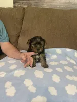 Luca, a male Yorkshire Terrier for sale in Ball Ground, GA – Photo 1 of 4